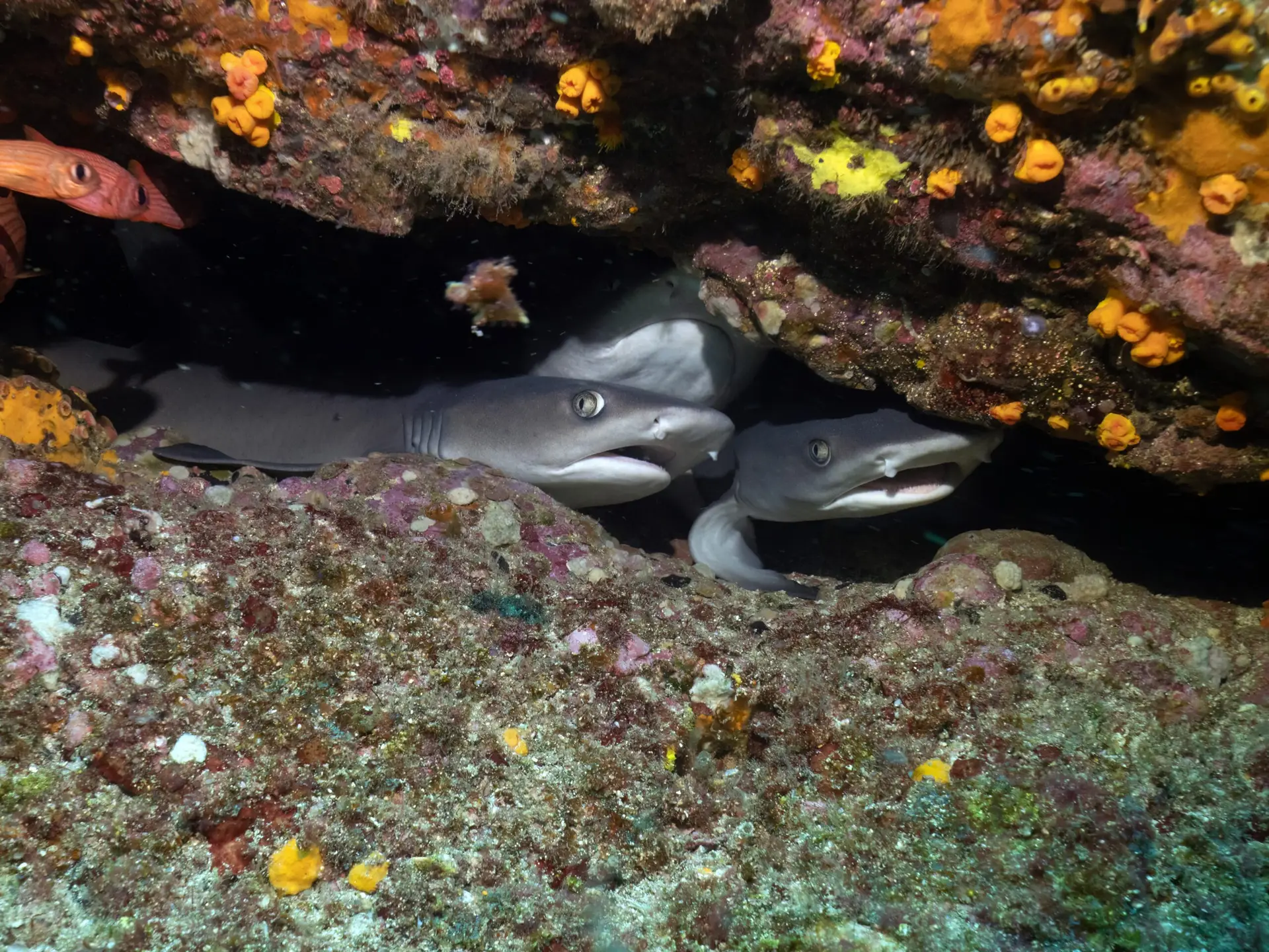 Whitetip reef shark