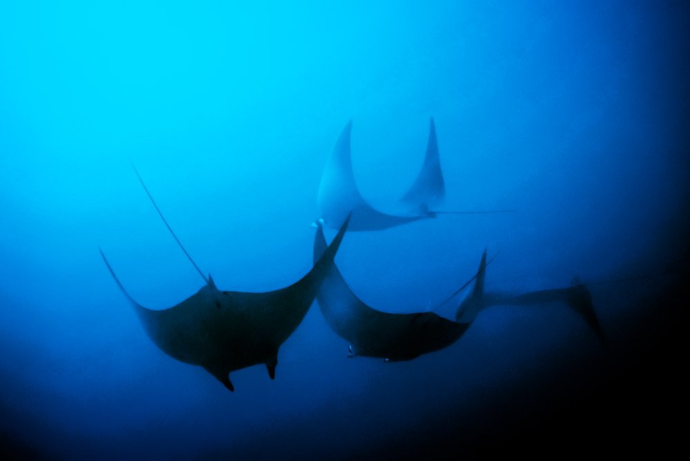 Panama protects 68,000 km² of the Coiba Cordillera