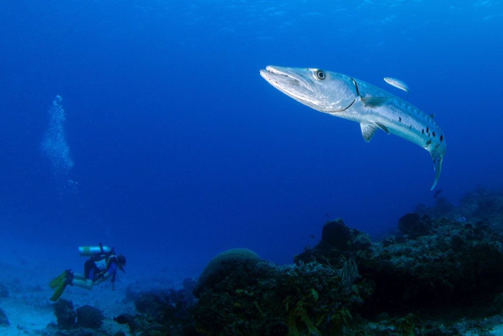Marine life and landscapes of Coiba National Park