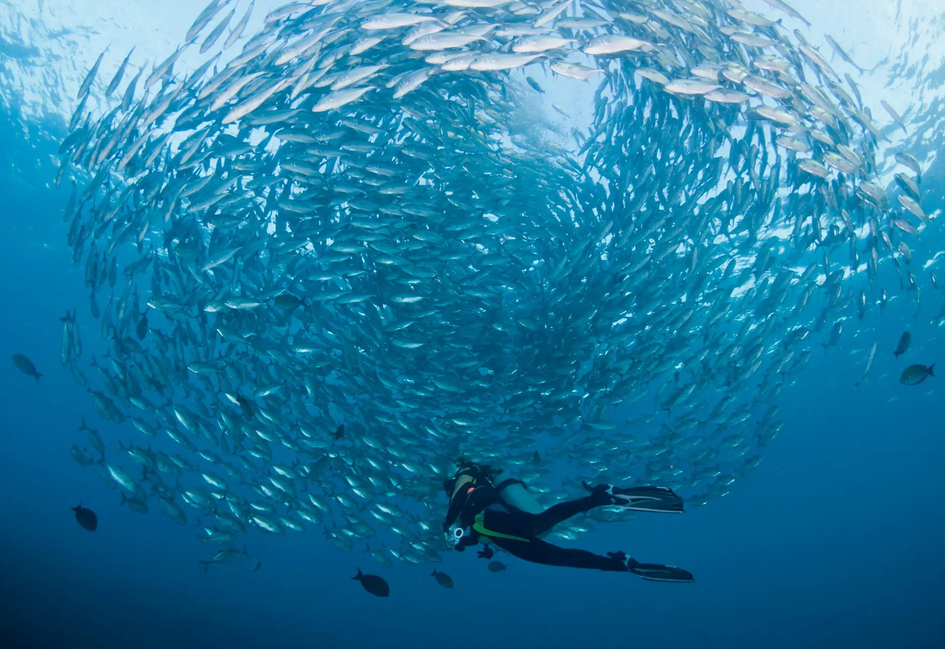 Diver surrounded by a school of jacks in Coiba National Park