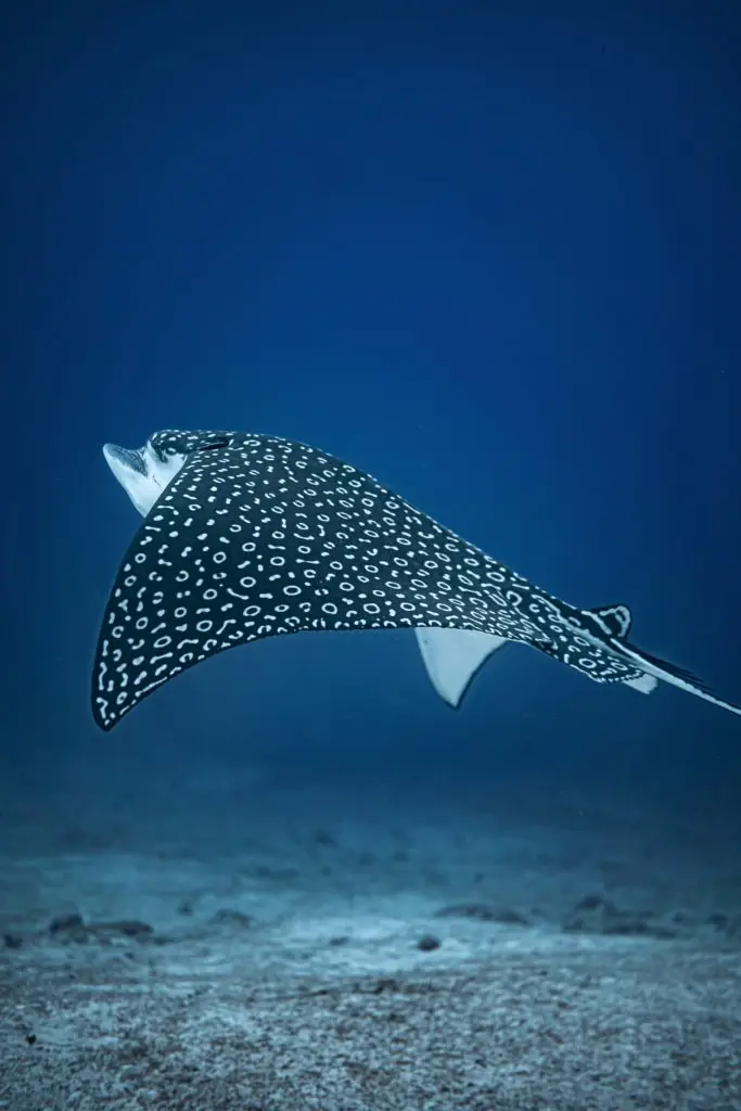 Marine life and landscapes of Coiba National Park