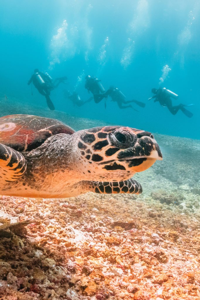 Discover Scuba Dives
