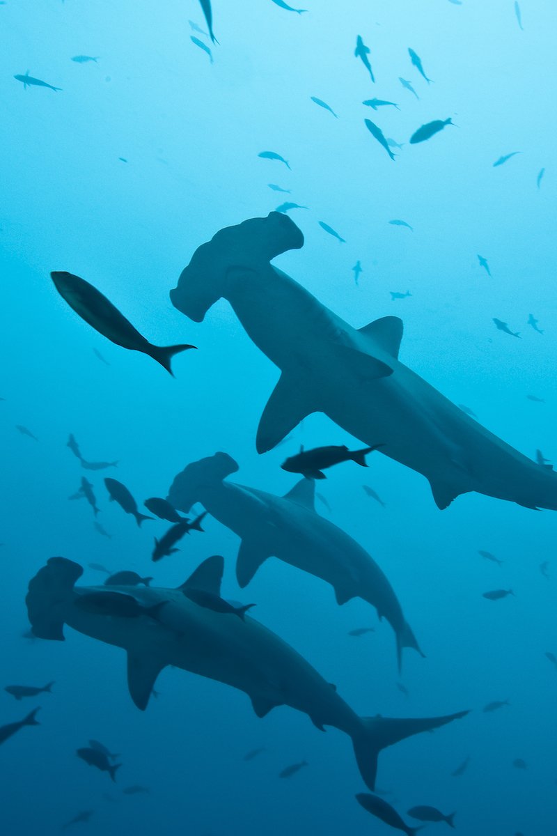 Coiba's Hammerhead Shark Season