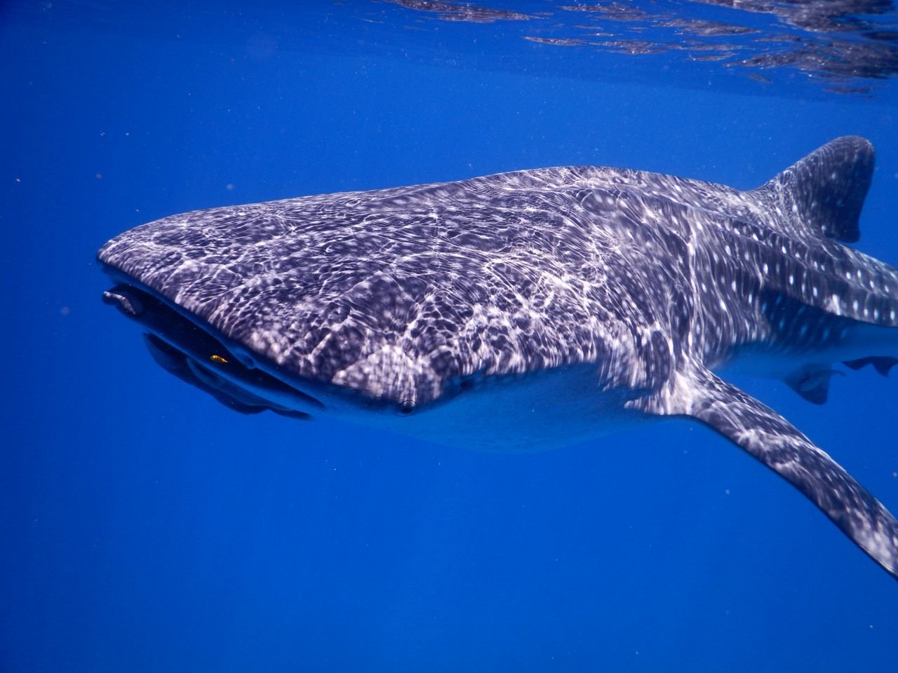 Whale Sharks: The Ultimate Experience of Scuba Diving with Sharks