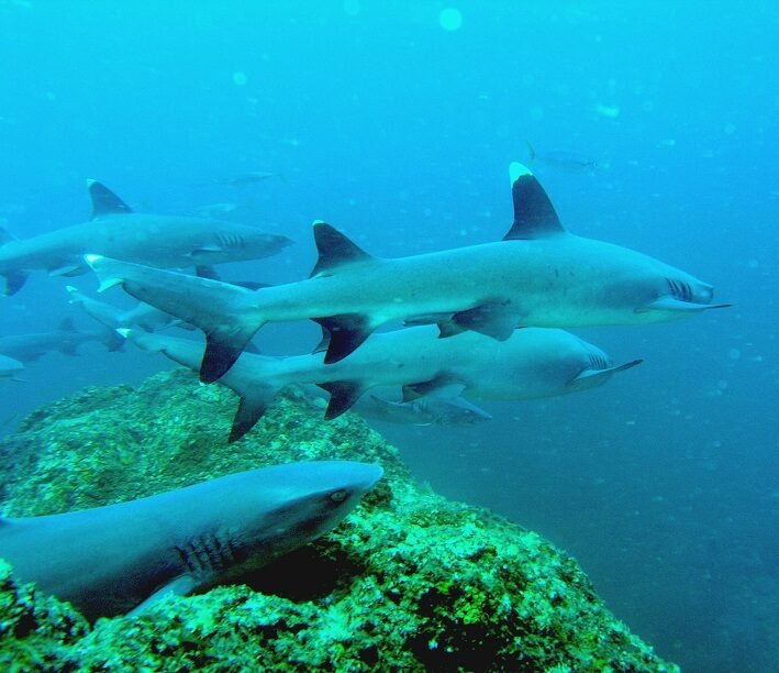 Sharks of Coiba